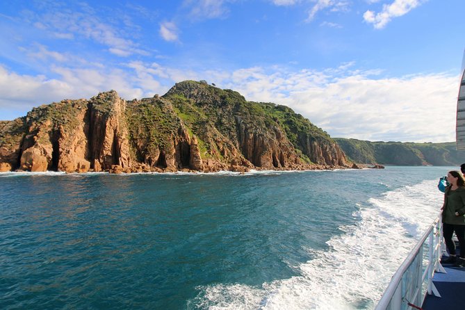 Dolphin & Whale Cruise - Dolphins, albatross, and the wider coastal view