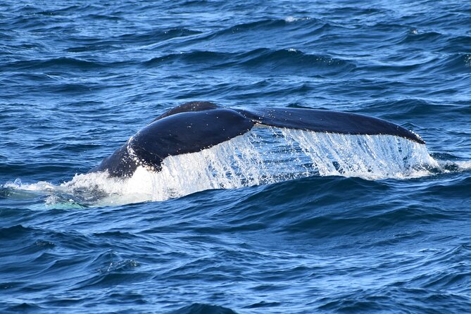 Dolphin & Whale Cruise - Choppy water and motion sickness advice