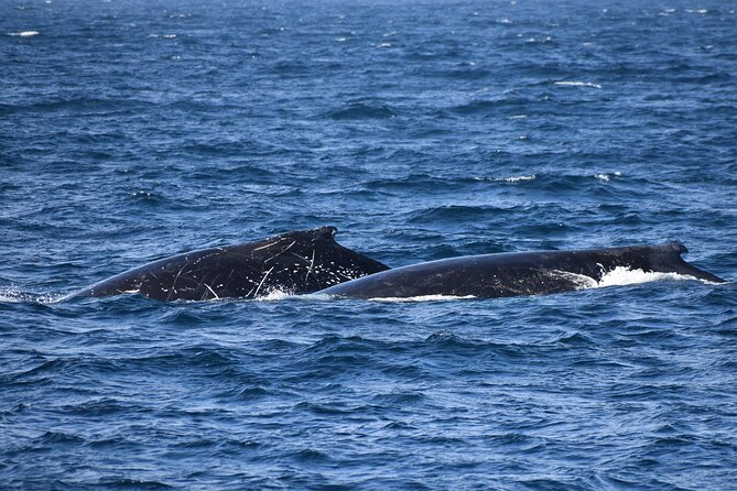 Dolphin & Whale Cruise - Is the $96.83 price good value?