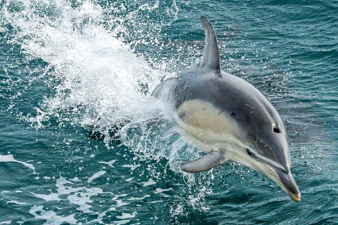 Dolphin & Whale Cruise - Searching for whales along the migration route
