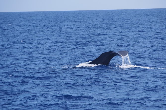 Dolphin - Whale - Turtle - Bird Watching - A fast RIB safari from Funchal Marina