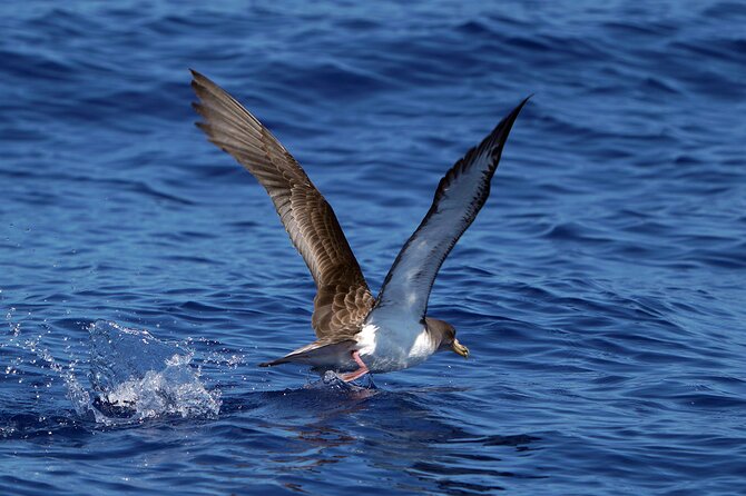 Dolphin - Whale - Turtle - Bird Watching - Wildlife watching with limits