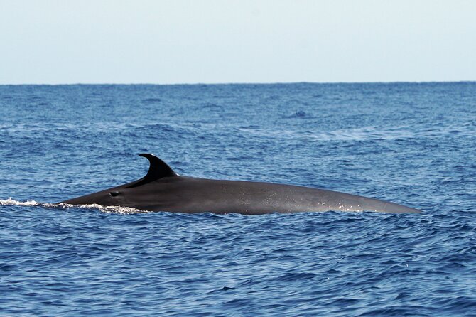 Dolphin - Whale - Turtle - Bird Watching - What the wildlife guarantee really means