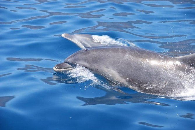 Dolphin - Whale - Turtle - Bird Watching - The return along Funchal Bay