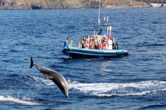Dolphin - Whale - Turtle - Bird Watching - Seeing Câmara de Lobos from the water