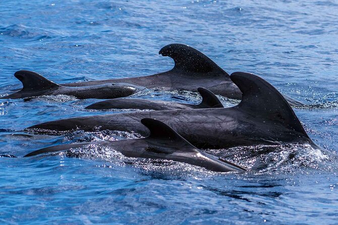 Dolphin - Whale - Turtle - Bird Watching - Price, timing, and what to bring