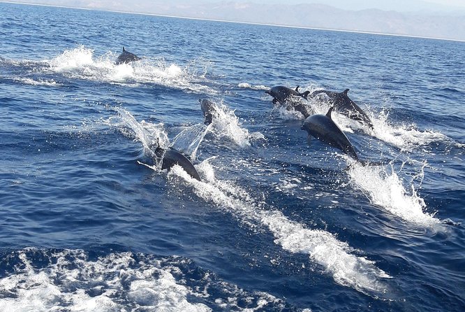 Dolphin & Whale Watching - Setting Out From Puerto Beach at 7 am