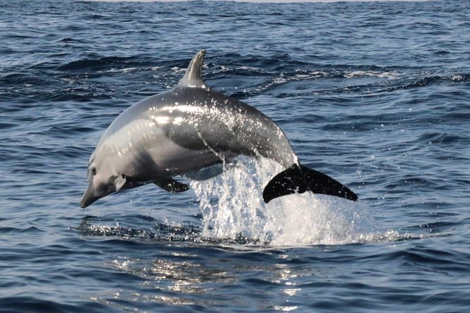 Dolphin & Whale Watching - What the Wildlife Search Is Really Like