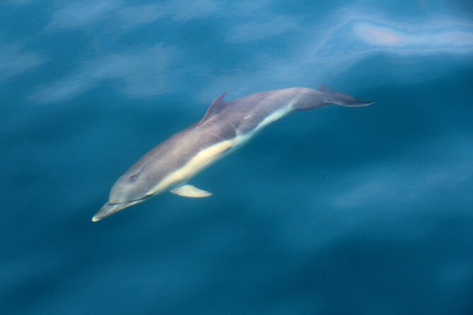 Dolphin & Whale Watching (4hrs) + Blasket Island Landing (3hrs) - Three hours on Great Blasket Island