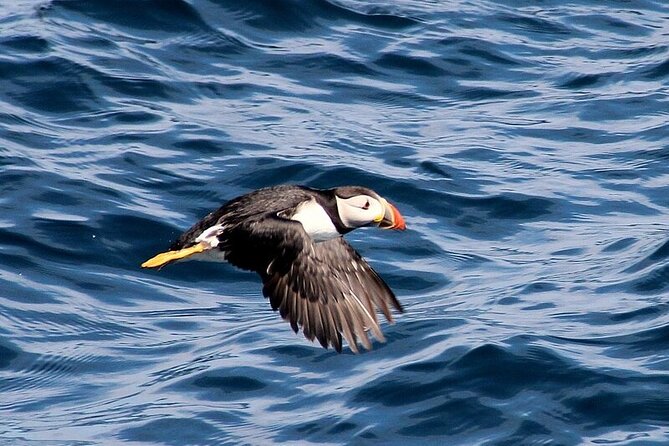 Dolphin & Whale Watching (4hrs) + Blasket Island Landing (3hrs) - Puffins and red deer at Inishvickilaun