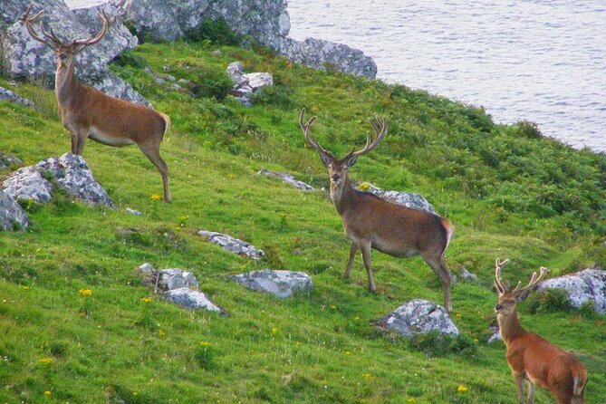 Dolphin & Whale Watching (4hrs) + Blasket Island Landing (3hrs) - The Dead Man, the Sleeping Giant, and possible Tearaght views