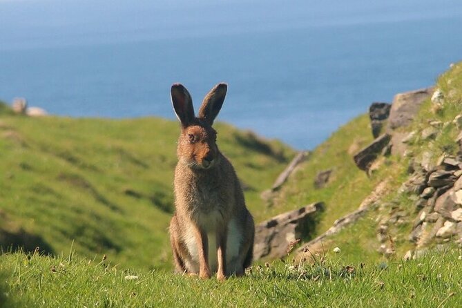 Dolphin & Whale Watching (4hrs) + Blasket Island Landing (3hrs) - The deserted village, loop walk, and seal colony