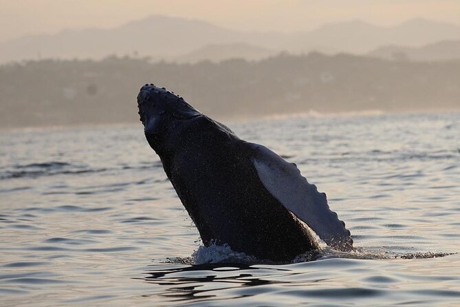Dolphin & Whale Watching - Practical Details Before You Book