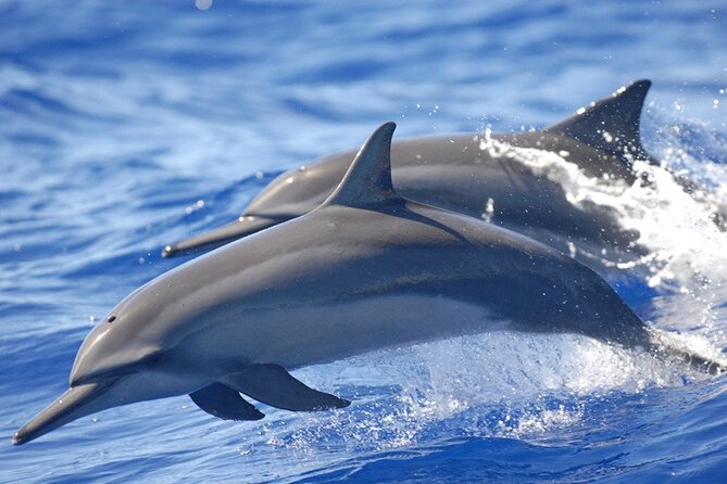 Dolphin & Whale Watching in Puerto Escondido - A 7am start from Puerto Escondido