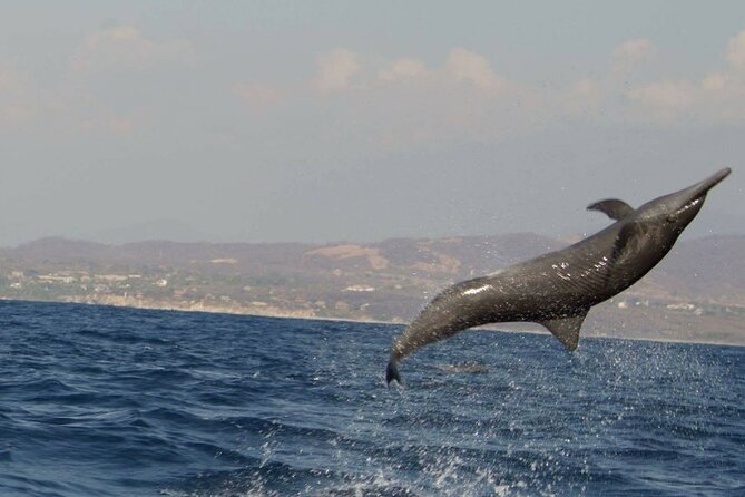 Dolphin & Whale Watching in Puerto Escondido - Searching for dolphins in open water