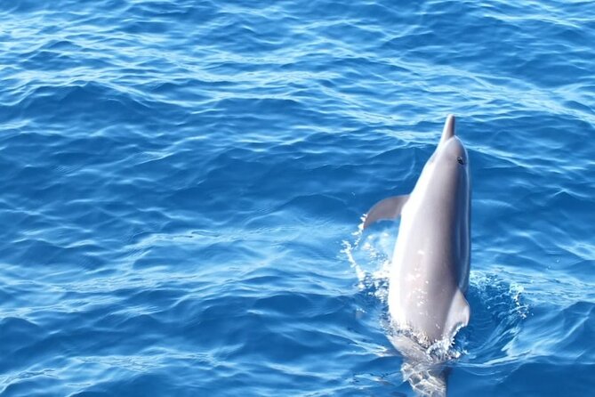 Dolphin & Whale Watching in Puerto Escondido - Whales, turtles, rays, and the pleasant surprises