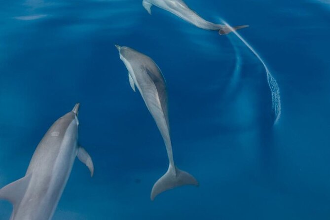 Dolphin & Whale Watching in Puerto Escondido - Swimming with dolphins: what the promise really means