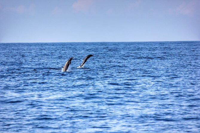 Dolphin & Whale Watching in Puerto Escondido - Guides who shape the experience