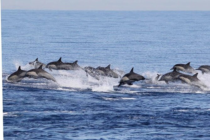 Dolphin & Whale Watching in Puerto Escondido - What the $65.57 price covers