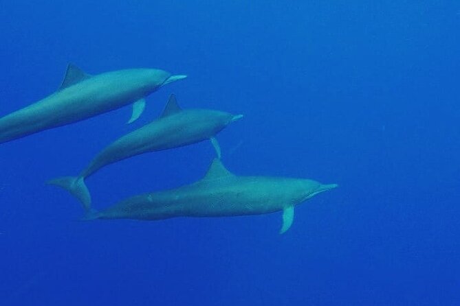 Dolphin & Whale Watching in Puerto Escondido - Playa Zicatela and the first look at the coast