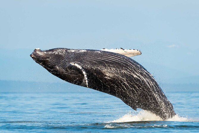 Dolphin & Whale Watching with Marine Biologists - Why this Huatulco wildlife trip feels different