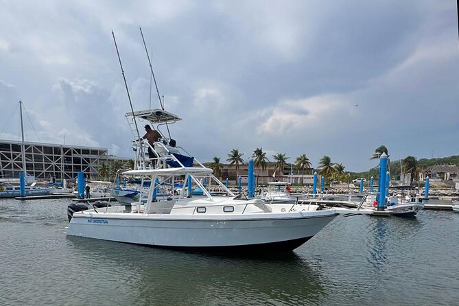 Dolphin & Whale Watching with Marine Biologists - The 8:00 am start at Chahué Marina