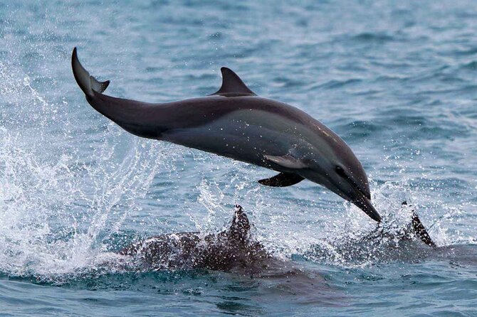 Dolphin & Whale Watching with Marine Biologists - How the crew handles wildlife encounters