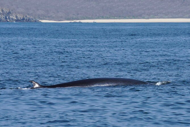 Dolphin & Whale Watching with Marine Biologists - Comfort, shade, and what to pack