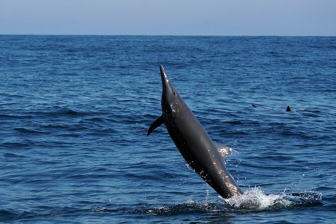 Dolphin & Whale Watching with Marine Biologists - Is $59.74 a fair price?
