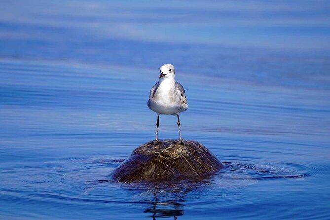 Dolphin & Whale Watching with Marine Biologists - Who should book this Oceanico trip?