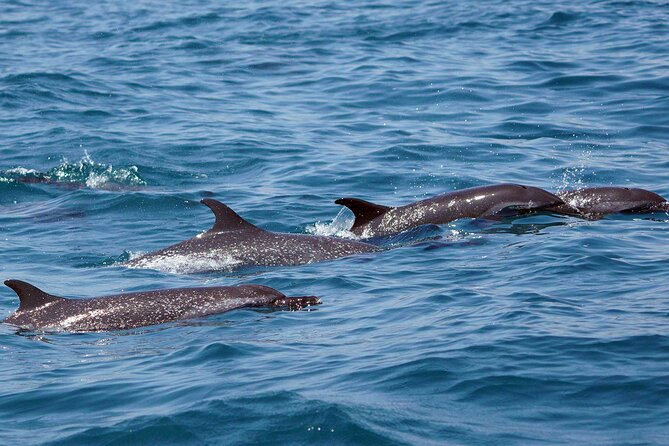 Dolphin & Whale Watching with Marine Biologists - FAQ