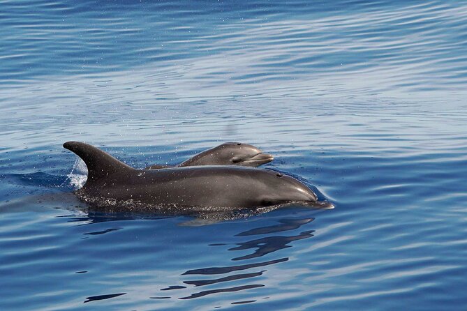Dolphin & Whale Watching with Marine Biologists - What you may see from whales to sea snakes
