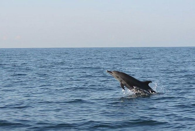 Dolphin & Whale Watching - Whales, Dolphins, and Sea Turtles