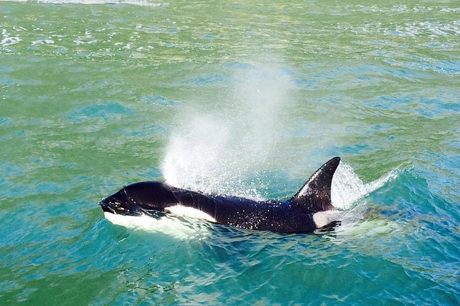 Dolphin & Wildlife Encounters - Key points to know before you sail