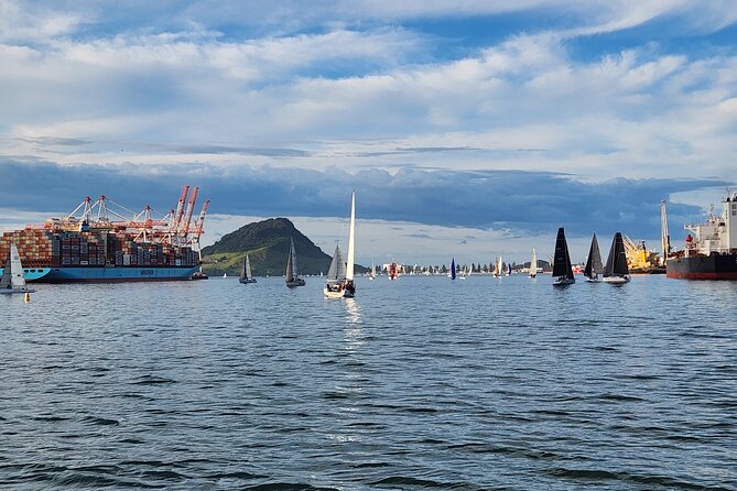 Dolphin & Wildlife Encounters - Moturiki Island and the wider Bay of Plenty