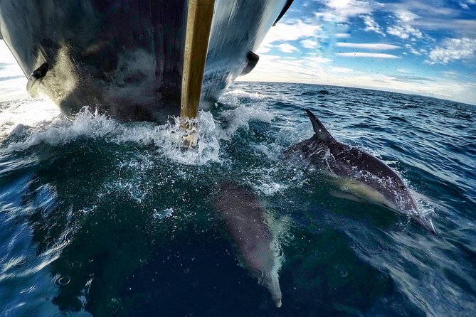 Dolphin & Wildlife Encounters - Mayor Island and the wildlife search