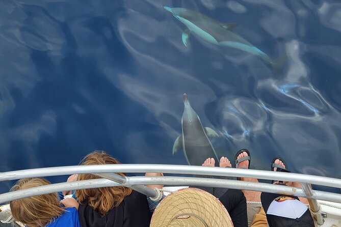 Dolphin & Wildlife Encounters - What the $108.60 price gives you