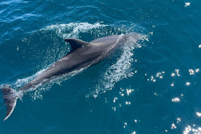 Dolphins and Sea Boat Adventure in Manilva Coast - Price and value need a careful check