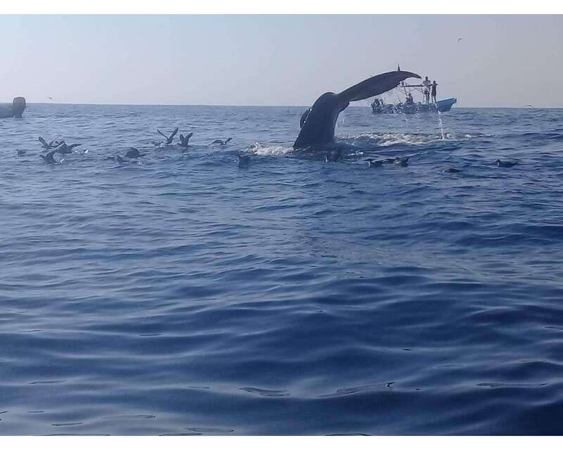 Dolphins and whales watching in Puerto Escondido. - What you may see along the coast