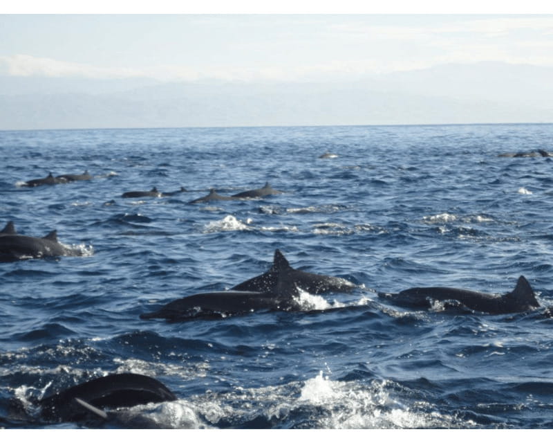 Dolphins and whales watching in Puerto Escondido. - The $75 price and what it really covers
