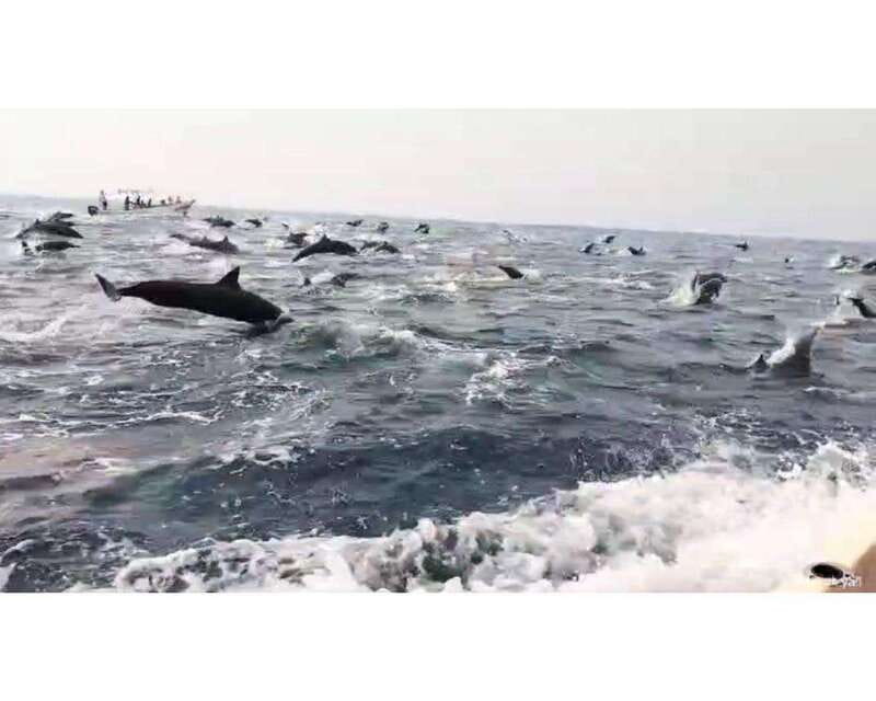 Dolphins and whales watching in Puerto Escondido. - Reaching the principal bay and boarding