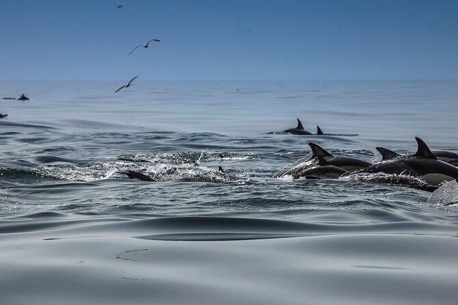 Dolphins & Benagil Caves with Biologist guide - Why the dolphin search makes this tour special