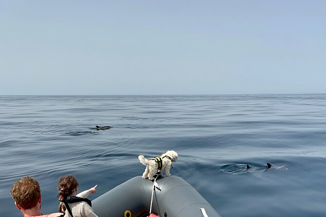 Dolphins & Benagil Caves with Biologist guide - The optional swim in calm water