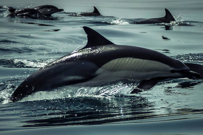 Dolphins & Benagil Caves with Biologist guide - Weather, cancellations, and realistic expectations