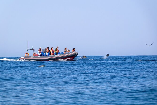 Dolphins & Caves on Rib Boat - Who Will Enjoy This Albufeira Boat Trip?