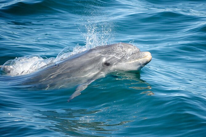 Dolphins & Caves on Rib Boat - Should You Book Dolphins and Caves on a RIB Boat?