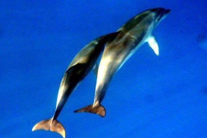 Dolphins Circus tour in Small group - Beach stops and small islands