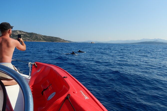 Dolphins Circus tour in Small group - The dolphin watch near Figarolo and Cala Moresca