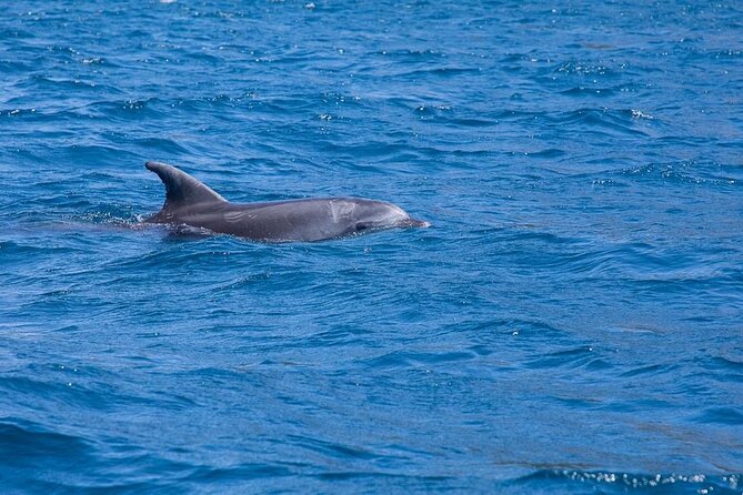 Dolphins Circus tour in Small group - Who will enjoy this trip most?