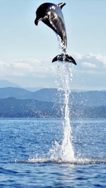 Dolphins: Dolphin Watching Tour and Capo Figari by Raft - Dolphins first, Capo Figari second